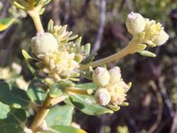 Phylica buxifolia spaced stem-tip clusters